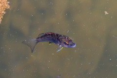 Acanthopagrus butcheri