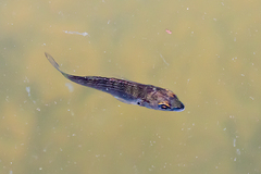 Acanthopagrus butcheri