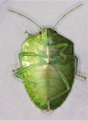Glaucias