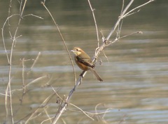 Lanius bucephalus