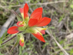 Castilleja indivisa