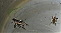 Gryllidae