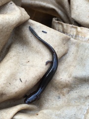 Stereochilus marginatus