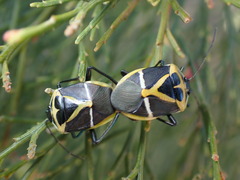 Commius