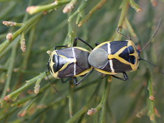 Commius