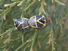 Commius