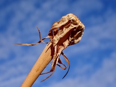 Reichardia tingitana