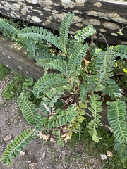 Astragalus nuttallii