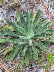 Chrysopsis scabrella