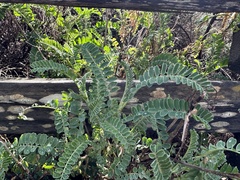Astragalus nuttallii
