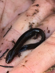 Stereochilus marginatus