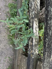 Astragalus nuttallii