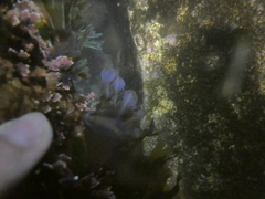 Dictyopteris undulata