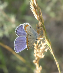 Plebejus argyrognomon