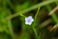 Linum usitatissimum