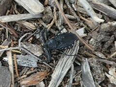 Apiomerus longispinis