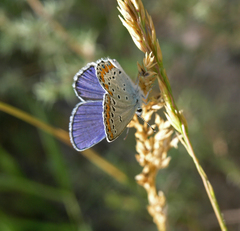 Plebejus argyrognomon