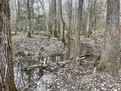 Stereochilus marginatus