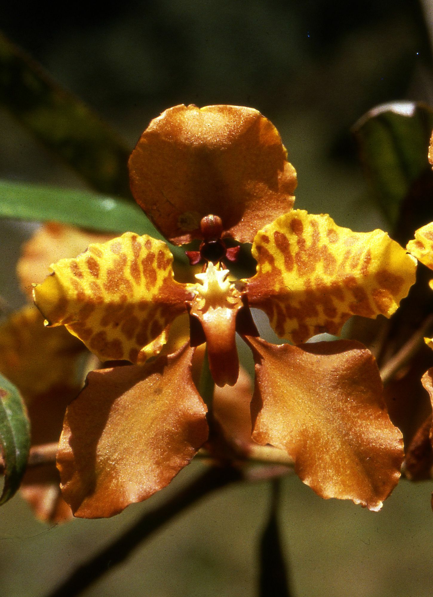 Cyrtochilum ionodon (Rchb.f.) Dalström