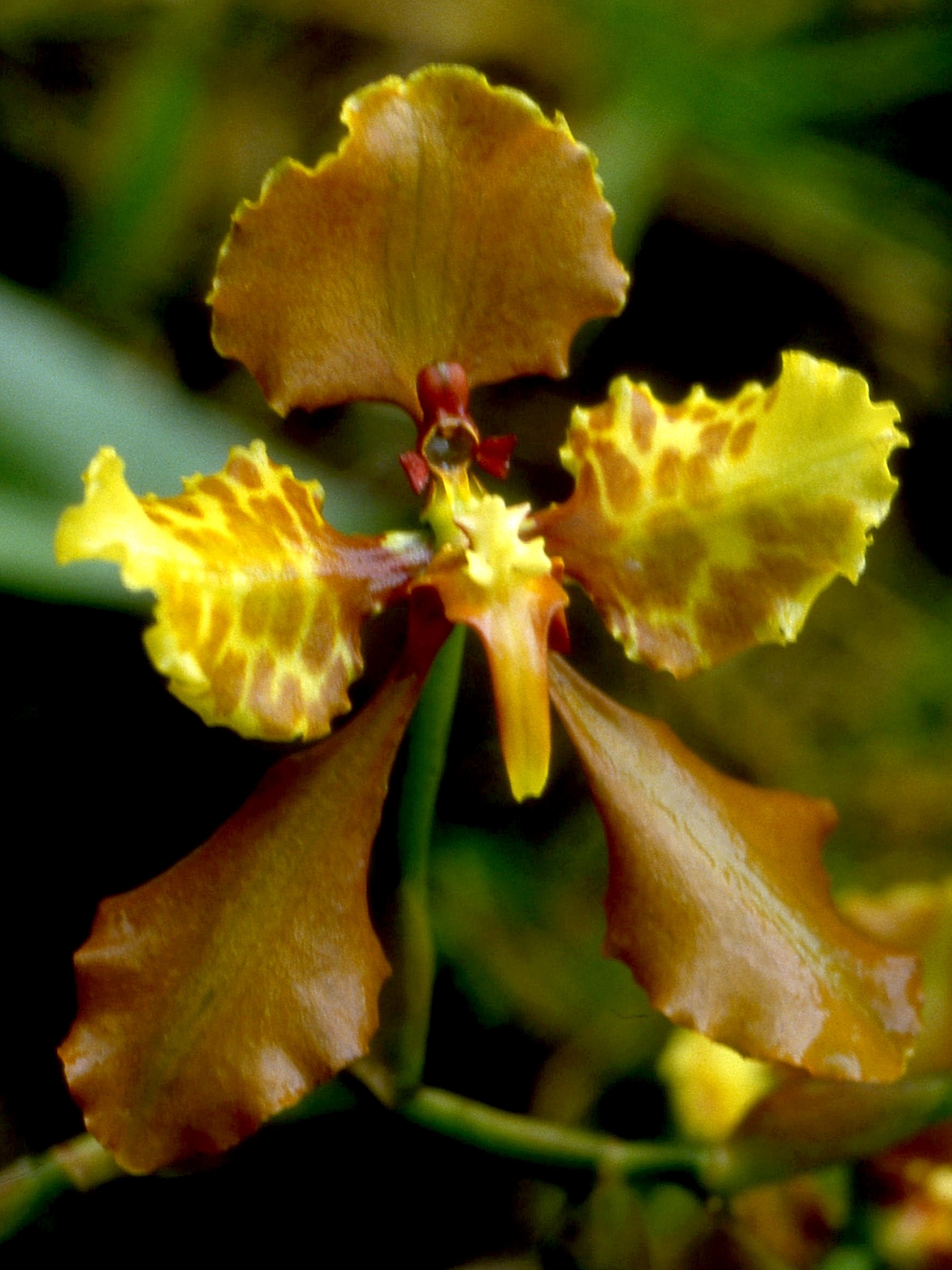 Cyrtochilum ionodon (Rchb.f.) Dalström 2