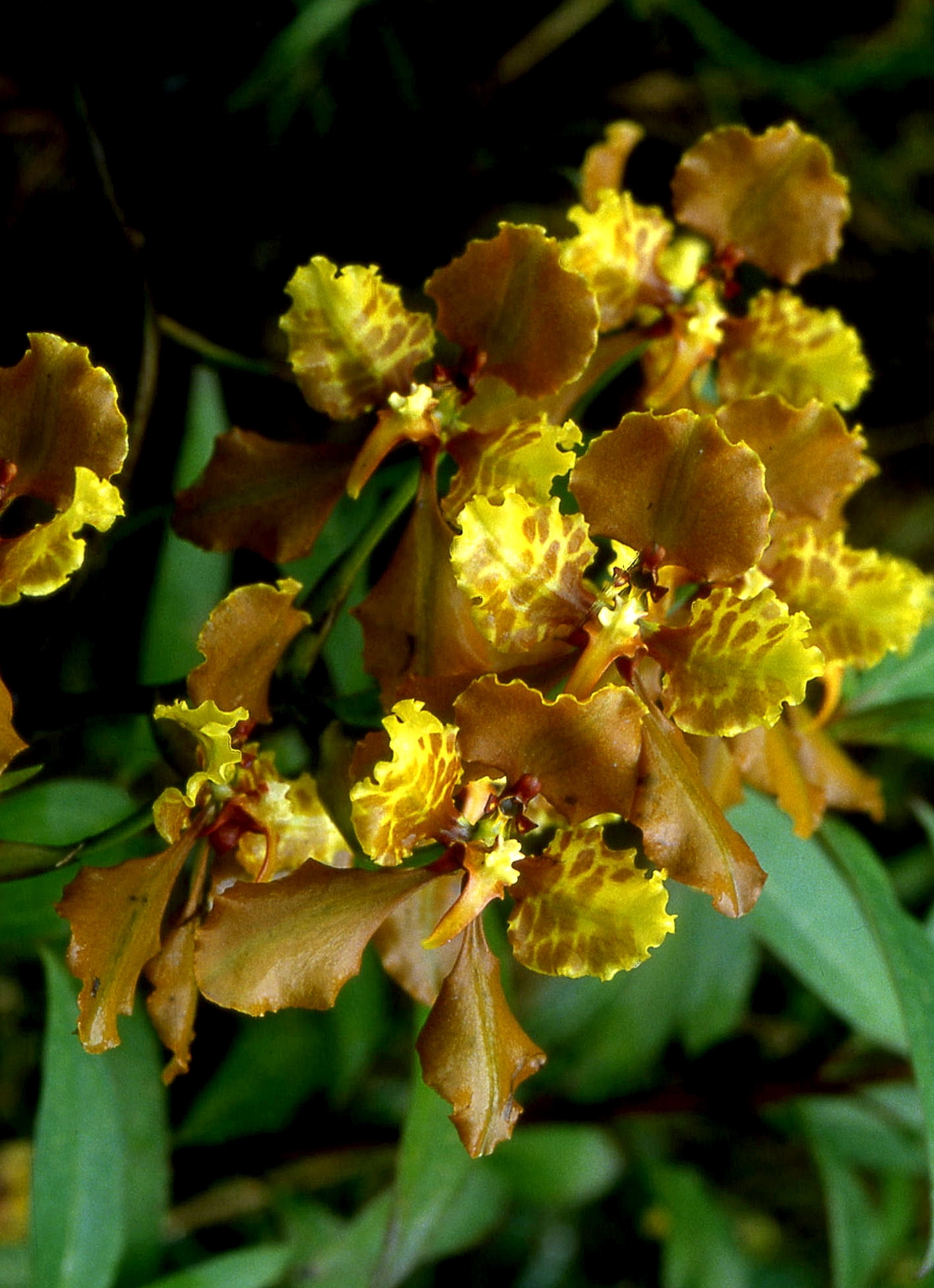 Cyrtochilum ionodon (Rchb.f.) Dalström 4
