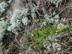 Conicosia pugioniformis