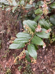 Gaultheria acuminata