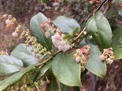 Gaultheria acuminata