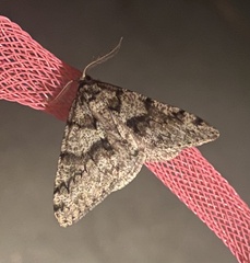 Phigalia denticulata