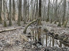 Stereochilus marginatus