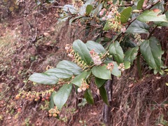 Gaultheria acuminata