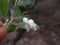Arctostaphylos bakeri sublaevis