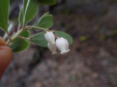 Arctostaphylos bakeri sublaevis