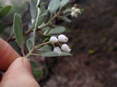 Arctostaphylos bakeri sublaevis