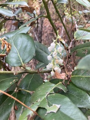 Gaultheria acuminata