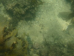 Dicotylichthys punctulatus