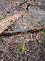 Holodiscus discolor cedrorum