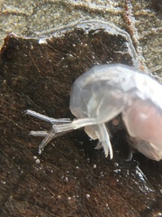 Crangonyx