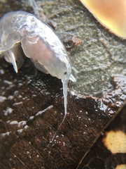 Crangonyx