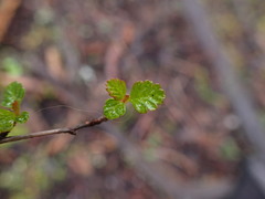 Holodiscus discolor cedrorum