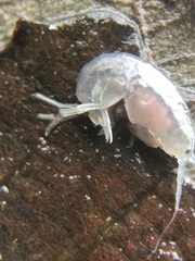 Crangonyx