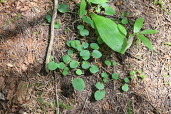 Viola sempervirens