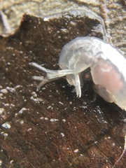 Crangonyx