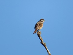 Emberiza cioides