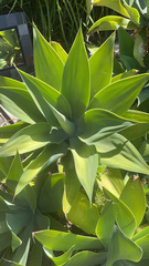 Agave attenuata