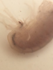 Crangonyx