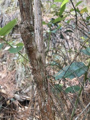 Gaultheria acuminata
