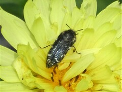 Acmaeodera ornatoides