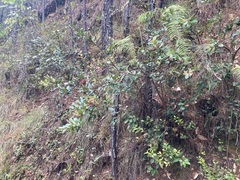 Gaultheria acuminata