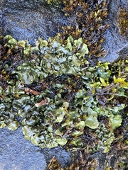 Dermatocarpon luridum